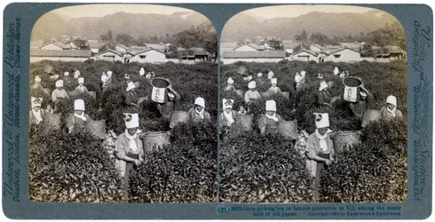 Dívky sbírající čaj na slavné plantáži v Uji, Japonsko, 1904