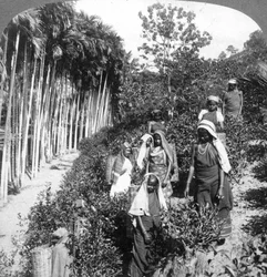 Tamilské ženy sbírají čaj na panství Sir Thomas Liptons, Polgahawela, Srí Lanka, 1903.