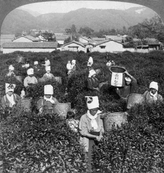 Sbírání čaje v Uji, Japonsko, 1904.