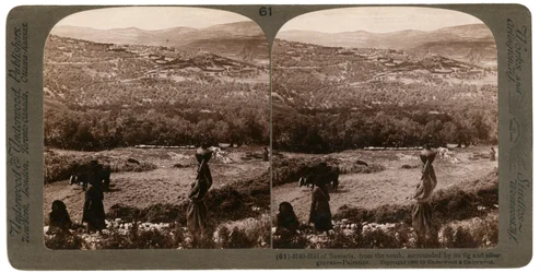 Vrch Samaří, z jihu, obklopený svými fíkovými a olivovými háji, Palestina, 1900.