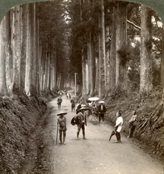 Háje byly první chrámy bohů, alej ušlechtilých kryptomerií v Nikko, Japonsko, 1904