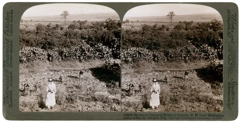 Severozápadní pohled z Shunem, přes rovinu Esdraelon, směrem na Carmel, 1900.