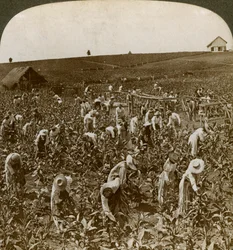 Tabákové pole, Montpeller, Jamajka, 1900.