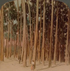 Toddy palms 100 stop vysoký, Pagan, Barma, 1907. Umělci: Elmer Underwood, Bert Elias Underwood.