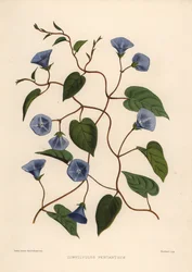 Clustervine, Jacquemontia pentanthos (Convolvulus pentanthus)