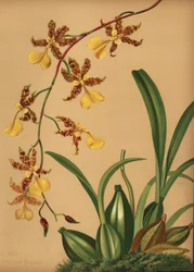 Tančící orchidej, Oncidium tigrinum (Oncidium barkerii)