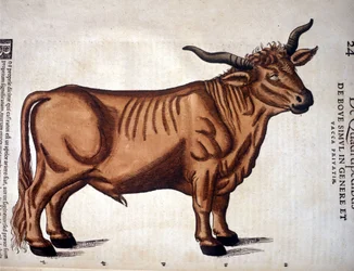 Hovězí dobytče z díla „Historia Animalium“ Conrada Gessnera, Tiguri 1560. Biblioteca Nazionale Braidense, Milán.
