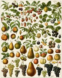 Zemědělství: Botanická tabule představující jedlé ovoce (třešeň, malina, jahoda, borůvka, broskev, meruňka, ořechy, hroznové víno, hruška, lískový ořech, fík, jablko, švestka...). Barevná litografie.