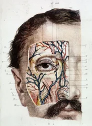 Anatomická deska na oko a jeho okolí (potažená kůží)