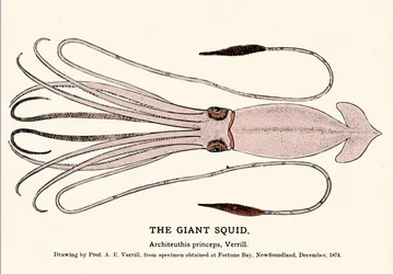 Architeuthis princeps, obří chobotnice selhala na pláži Fortune Bay (Newfoundland) v prosinci 1874 a poprvé ji popsal profesor A.E. Verrill. Erotická rytina.