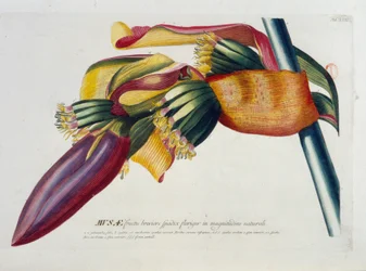 Botanická tabule: Banány, větev. n.d. 19. století.