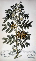 Botanická deska: Mimosa. Herbář z 19. století.