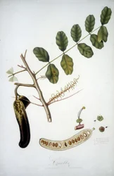 Botanická deska: rohovník větev (Carobba).