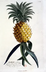 Botanická deska: ananas. n.d. 19. století.