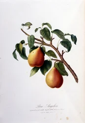 Botanická tabule představující peru andělskou. 1820 - 1822