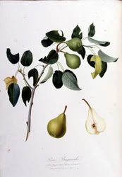 Botanická tabule představující pera campana. 1820 - 1822.