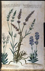 Botanická deska: levandule pravá (Lavandula angustifolia) a levandule aspiková (Lavandula latifolia).