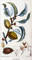 Větev, květ a plod mandloně - botanická deska