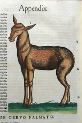 Cervidae (antilopa?) v Historia Animalium de Conrad Gesner (1516 - 1565), Tiguri