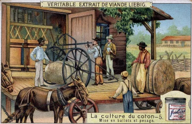 Pěstování bavlny: Bales and Weighing (USA) Liebigova chromolitografie 19. století