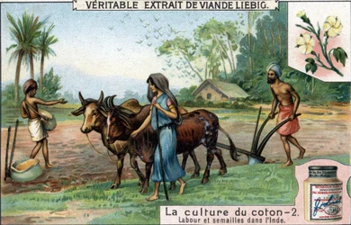 Pěstování bavlny: orba a setí v Indii. Chromolitografie, Liebigův snímek.