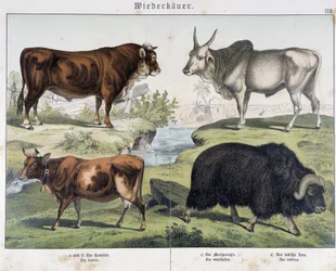 Kráva, hovězí maso, jaci - v „“ Natural History of savců“, ed. Schreiber