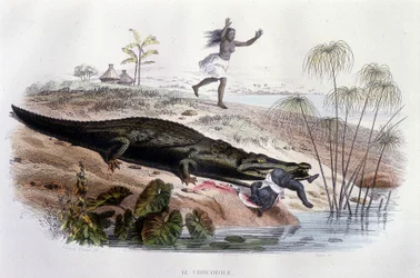 Krokodýl požírající malé dítě - v „Histoire Naturelle“ od Lacépède, ed. Veurne, Paříž