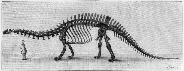 Dinosauří kostra: "" Brontosaurus excelsus ", březen. Svrchní jura Skalistých hor. Reprodukce kresby sdělená panem Marchem Albertu Gaudrymu z Institutu. Gravírování v „“ La Nature: revue des sciences et de leurs applications aux