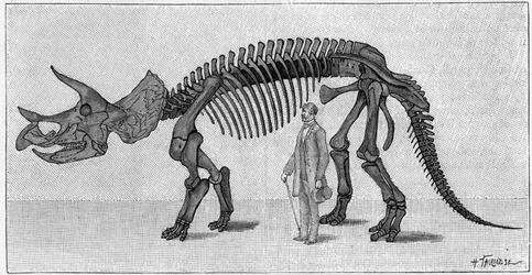 Dinosauří kostra: “” Triceratops prorsus””, březen. Svrchní křída Skalistých hor. Reprodukce kresby sdělená panem Marchem Albertu Gaudrymu z Institutu. Gravírování v „“ La Nature: revue des sciences et de leurs applications aux ar
