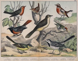 Diverses illustration of birds "History" natural birds". ed. Hoepli, Milan
