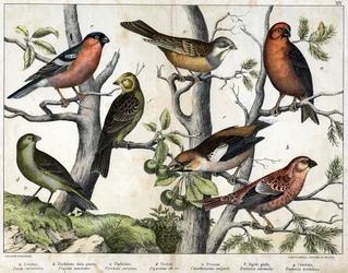 Diverses illustration of birds "History" natural birds". ed. Hoepli, Milan