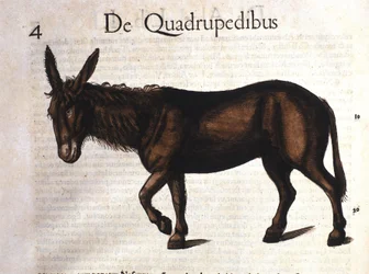 Oslík z Historia Animalium od Conrada Gesnera, Tiguri 1560