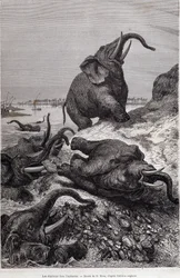 Sloni šplhající na břeh řeky v souvislosti s expedicí do střední Afriky, kterou zadal sir Samuel White Baker, „Tour du monde“