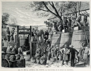 Rytina z roku 1876 představující vinařství v Kalifornii v 19. století.