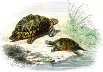 Želva geometrická (Testudo geometrica) a želva žlutá