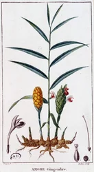 Zázvor (Amome) - botanická deska