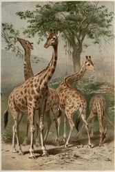 Žirafa – žirafa (Giraffa camelopardalis) – rytina z „“Brehmova života zvířat”” od Alfreda Edmunda Brehma (1829-1884)