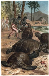Zelená želva nebo Atlantská želva - Zelená mořská želva (Chelonia mydas) - rytina z „“Brehmova života zvířat““ od Alfreda Edmunda Brehma (1829-1884)