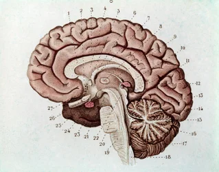Řez lidského mozku s mozkovými hemisférami a cerebellum (rytina