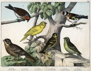 Ilustrace pro "Natural History of birds", ed. Hoepli, Milán