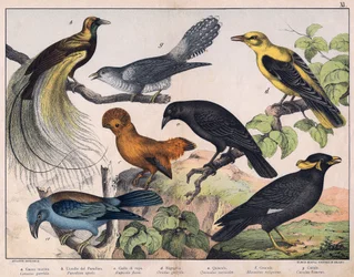 Ilustrace pro "Natural History of birds", ed. Hoepli, Milán