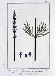 Levandule obecná (Lavandula Spica) - v „Cvičení z botaniky pro obchodníky“, kterou napsal J.C. Philibert, Imprimerie de Crapelet, Paříž