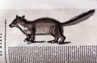 La martre (nebo marte) v Historia Animalium de Conrad Gesner (1516 - 1565), Tiguri