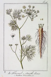 Fenykl nebo sladký kopr (Anethum Foeniculum) - v „Botanických cvičeních pro obchodníky“, editoval J.C. Philibert, Imprimerie de Crapelet, Paříž