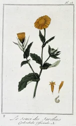 Měsíček lékařský (Calendula Officinalis) - v „Cvičení z botaniky pro použití obchodníků“, kterou napsal J.C. Philibert, im. Crapelet, Paříž