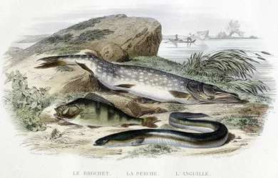 Štika, okoun a úhoř - v „Histoire naturelle“ od Lacépède, T.II, ed. Furne and Co., Paříž