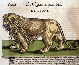 Lev podle Historia Animalium Conrada Gesnera, Tiguri 1560. Biblioteca nazionale Braidense. Milán