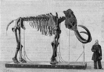 Kostra mamuta (elephas primigenius) objevená na březích Ledového moře poblíž ústí řeky Leny a nahlášená v roce 1806 Muzeu Akademie věd Petrohradu (St. Petersburg) panem Adamsem. (Z fotografie). Gravírování v
