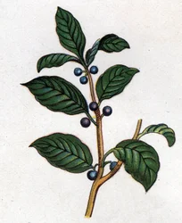 Léčivé a potravinářské botanické rostliny: řešetlákový. Rytina do „“La Mediation naturelle““, od Friedricha Eduarda Bilze (1842-1922)
