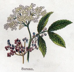 Léčivé a potravinářské botanické rostliny: černý bez. Rytina do „“La Mediation naturelle““, od Friedricha Eduarda Bilze (1842-1922)